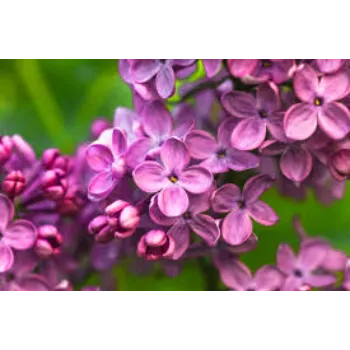 Pink Jasmine Flowers
